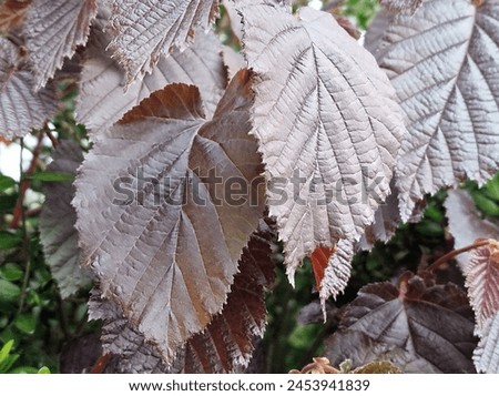 Spring scene. Lush foliage. Young leaves. Leaf nerve close-up. Tree branches. Details. Macrophotography. Daylight. Red colour. Greenery in the background. Natural environment. Outdoors. Ecology. Park. Royalty-Free Stock Photo #2453941839