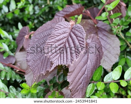 Spring scene. Lush foliage. Young leaves. Leaf nerve close-up. Tree branches. Details. Macrophotography. Daylight. Red colour. Greenery in the background. Natural environment. Outdoors. Ecology. Park. Royalty-Free Stock Photo #2453941841