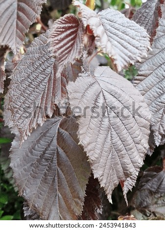 Spring scene. Lush foliage. Young leaves. Leaf nerve close-up. Tree branches. Details. Macrophotography. Daylight. Red colour. Greenery in the background. Natural environment. Outdoors. Ecology. Park. Royalty-Free Stock Photo #2453941843