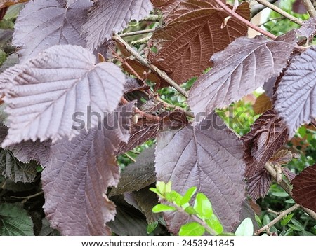 Spring scene. Lush foliage. Young leaves. Leaf nerve close-up. Tree branches. Details. Macrophotography. Daylight. Red colour. Greenery in the background. Natural environment. Outdoors. Ecology. Park. Royalty-Free Stock Photo #2453941845