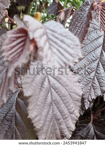 Spring scene. Lush foliage. Young leaves. Leaf nerve close-up. Tree branches. Details. Macrophotography. Daylight. Red colour. Greenery in the background. Natural environment. Outdoors. Ecology. Park. Royalty-Free Stock Photo #2453941847