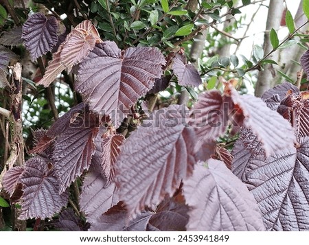 Spring scene. Lush foliage. Young leaves. Leaf nerve close-up. Tree branches. Details. Macrophotography. Daylight. Red colour. Greenery in the background. Natural environment. Outdoors. Ecology. Park. Royalty-Free Stock Photo #2453941849