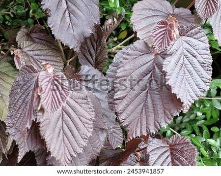 Spring scene. Lush foliage. Young leaves. Leaf nerve close-up. Tree branches. Details. Macrophotography. Daylight. Red colour. Greenery in the background. Natural environment. Outdoors. Ecology. Park. Royalty-Free Stock Photo #2453941857