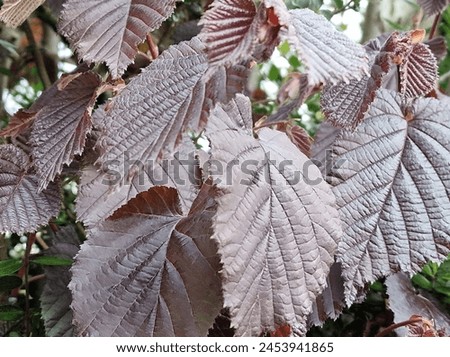 Spring scene. Lush foliage. Young leaves. Leaf nerve close-up. Tree branches. Details. Macrophotography. Daylight. Red colour. Greenery in the background. Natural environment. Outdoors. Ecology. Park. Royalty-Free Stock Photo #2453941865