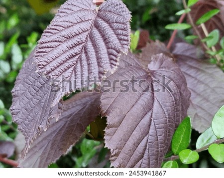 Spring scene. Lush foliage. Young leaves. Leaf nerve close-up. Tree branches. Details. Macrophotography. Daylight. Red colour. Greenery in the background. Natural environment. Outdoors. Ecology. Park. Royalty-Free Stock Photo #2453941867