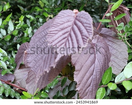 Spring scene. Lush foliage. Young leaves. Leaf nerve close-up. Tree branches. Details. Macrophotography. Daylight. Red colour. Greenery in the background. Natural environment. Outdoors. Ecology. Park. Royalty-Free Stock Photo #2453941869