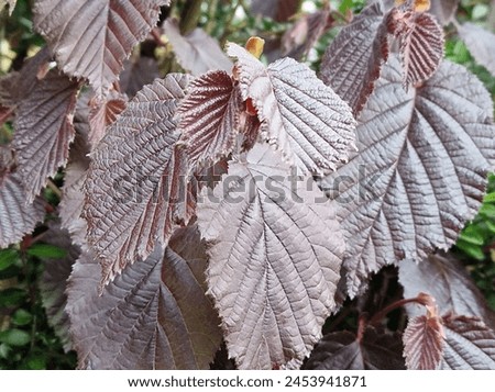 Spring scene. Lush foliage. Young leaves. Leaf nerve close-up. Tree branches. Details. Macrophotography. Daylight. Red colour. Greenery in the background. Natural environment. Outdoors. Ecology. Park. Royalty-Free Stock Photo #2453941871