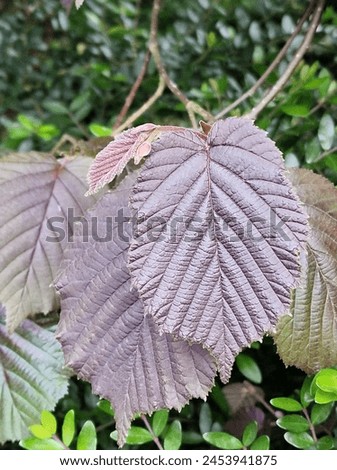 Spring scene. Lush foliage. Young leaves. Leaf nerve close-up. Tree branches. Details. Macrophotography. Daylight. Red colour. Greenery in the background. Natural environment. Outdoors. Ecology. Park. Royalty-Free Stock Photo #2453941875