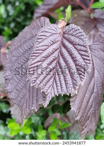 Spring scene. Lush foliage. Young leaves. Leaf nerve close-up. Tree branches. Details. Macrophotography. Daylight. Red colour. Greenery in the background. Natural environment. Outdoors. Ecology. Park. Royalty-Free Stock Photo #2453941877