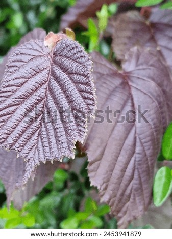 Spring scene. Lush foliage. Young leaves. Leaf nerve close-up. Tree branches. Details. Macrophotography. Daylight. Red colour. Greenery in the background. Natural environment. Outdoors. Ecology. Park. Royalty-Free Stock Photo #2453941879