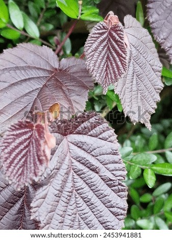 Spring scene. Lush foliage. Young leaves. Leaf nerve close-up. Tree branches. Details. Macrophotography. Daylight. Red colour. Greenery in the background. Natural environment. Outdoors. Ecology. Park. Royalty-Free Stock Photo #2453941881