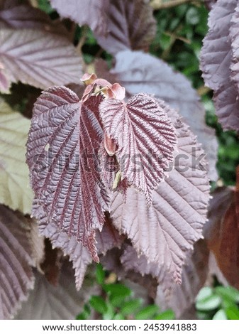 Spring scene. Lush foliage. Young leaves. Leaf nerve close-up. Tree branches. Details. Macrophotography. Daylight. Red colour. Greenery in the background. Natural environment. Outdoors. Ecology. Park. Royalty-Free Stock Photo #2453941883