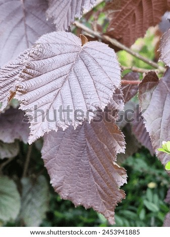Spring scene. Lush foliage. Young leaves. Leaf nerve close-up. Tree branches. Details. Macrophotography. Daylight. Red colour. Greenery in the background. Natural environment. Outdoors. Ecology. Park. Royalty-Free Stock Photo #2453941885
