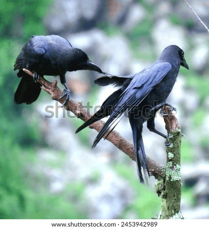 Nature beautiful lovely crow in picture 