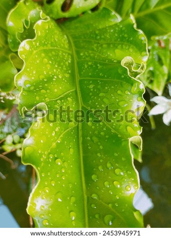 Rainwater and morning dew on fresh leaves soothe the eyes.