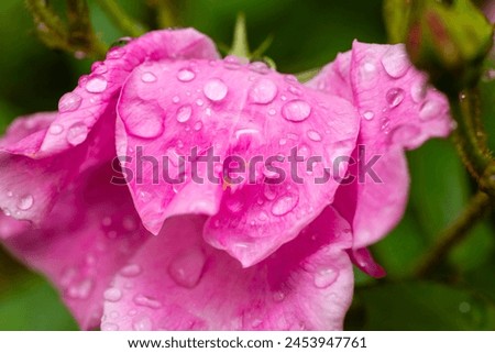 A macro photo of a pink and white rose covered in rain drops.