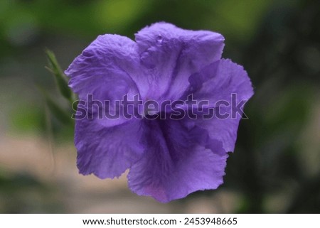 Purple morning glory flowers blooming in the morning wilt during the day Royalty-Free Stock Photo #2453948665