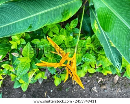 Top view of Heliconia psittacorum (bunga pisang-pisangan) is a tropical ornamental plant native to the Caribbean and South America.