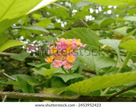 pink colored flowers with green foliage