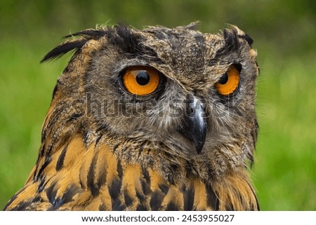 close-up of hunter's eyes, owls, stalking prey Royalty-Free Stock Photo #2453955027