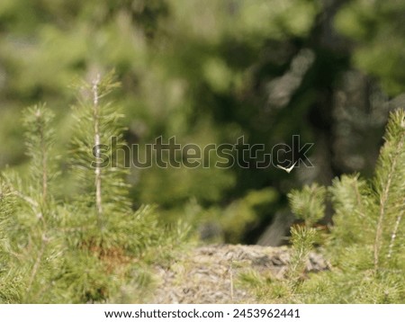 A butterfly flies between fir trees in the forest