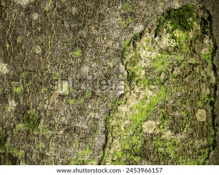 Old tree log texture overgrown with a green lichen background. Moss in forest