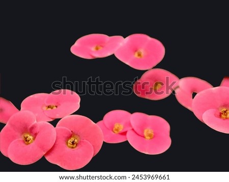 Red flowers on black background, isolated flowers background