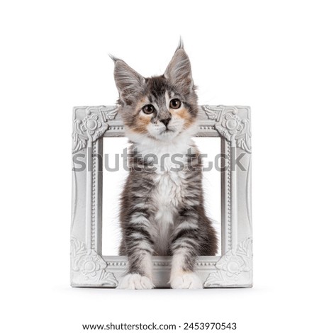 Cute young maine coon cat kitten, sitting through white photo frame. Looking straight to camera with sweet head tilt. isolated on a white background.