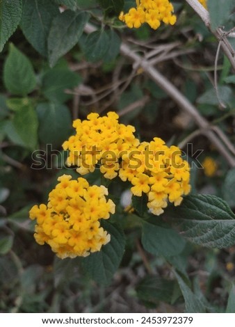 Lantana is a genus of about 150 of parennial flowering plants in the verbena family, Verbenaceae. Tracheophytes, Angiosperms, Eudicots, Asterids, Lamiales, Verbenaceae Royalty-Free Stock Photo #2453972379