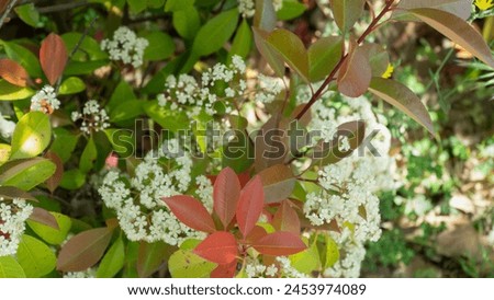 Red shinning leaves and white flowers pictured in Madrid, Spain