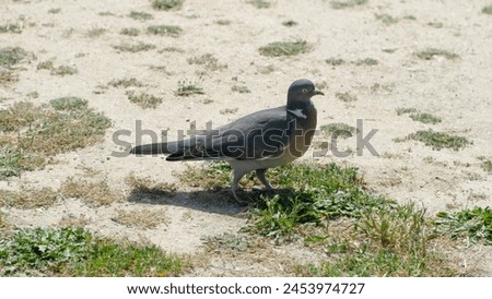 Gray pigeon pictured in Madrid, Spain