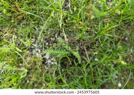 A close up of a patch of grass with some weeds growing in it