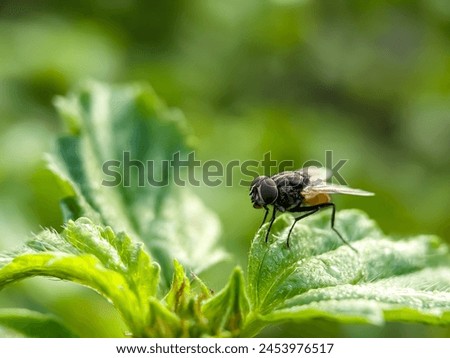 Exotic Musca domestica or housefly parasitic insects on green leaves with macro technique