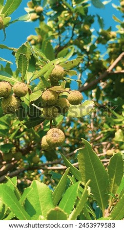 Exotic fruit photo in Montenegro, Budva Royalty-Free Stock Photo #2453979583