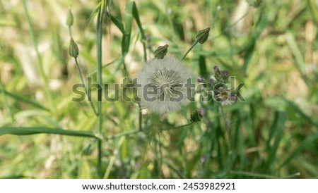 Dandelion surrounded by grass and flowers pictured in Madrid, Spain