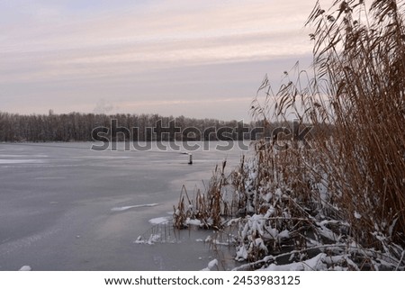 Beautiful and unusual winter nature, the frozen and covered with thick ice Dnipro River with white snow, trees, dry golden ice. Royalty-Free Stock Photo #2453983125