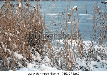 Beautiful and unusual winter nature, the frozen and covered with thick ice Dnipro River with white snow, trees, dry golden ice. Royalty-Free Stock Photo #2453984069