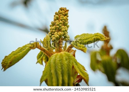Young chestnut flowers in spring. Soft selective focus. Artificially created grain for the picture