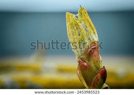 Young chestnut flowers in spring. Soft selective focus. Artificially created grain for the picture