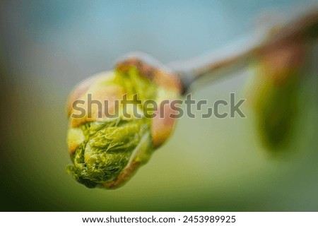 New linden leaves in spring. Soft selective focus. Artificially created grain for the picture