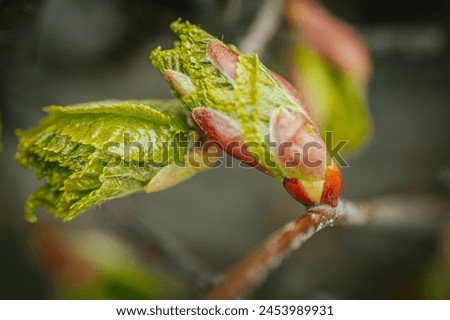 New linden leaves in spring. Soft selective focus. Artificially created grain for the picture