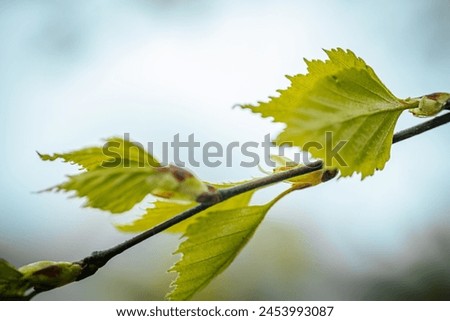 In spring, new tree birch leaves. Soft selective focus. Artificially created grain for the picture