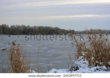 Beautiful and unusual winter nature, the frozen and covered with thick ice Dnipro River with white snow, trees, dry golden ice. Royalty-Free Stock Photo #2453997711