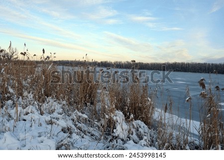 Beautiful and unusual winter nature, the frozen and covered with thick ice Dnipro River with white snow, trees, dry golden ice.