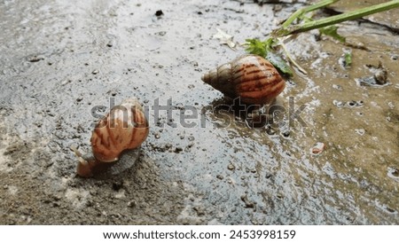 Snail is the common name given to members of the mollusk class Gastropoda. In the strict sense, a "snail" is a gastropod that has a coiled shell in the adult stage.

Photo taken on April, 23 2024 Royalty-Free Stock Photo #2453998159