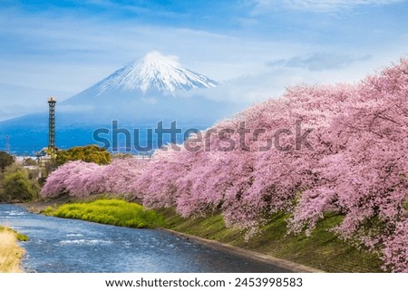 Beautiful blooming cherry blossoms with Mount Fuji in the background and a Urui river in the foreground is a popular tourist spot in Fuji City, Shizuoka Japan. Royalty-Free Stock Photo #2453998583
