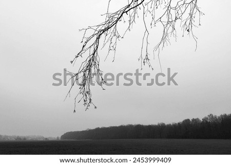 In the foreground of the bare twigs of the tree, in the background field with trees, foggy landscape, cold weather, dark horizon, natural background for text, outdoor, black and white photo