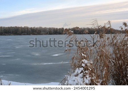 Beautiful and unusual winter nature, the frozen and covered with thick ice Dnipro River with white snow, trees, dry golden ice. Royalty-Free Stock Photo #2454001295