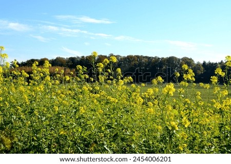 Yellow flowers of a mustard plant (Sinapis) in the field in nature, blooming time in autumn Royalty-Free Stock Photo #2454006201