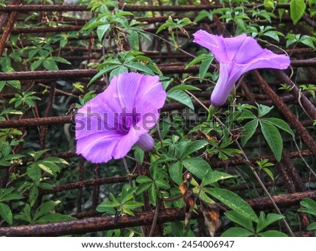 Two purple morning glory or ipomoea or Sri pagi flowers are climbing the iron fence.